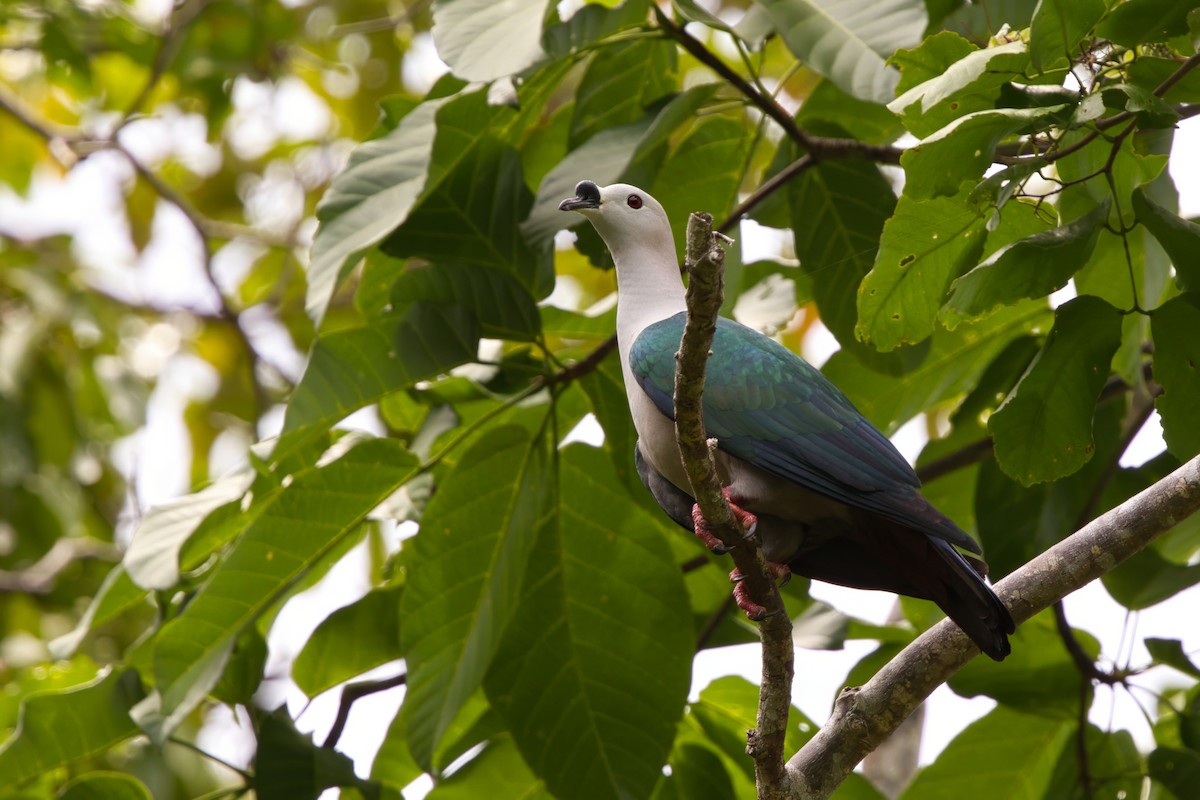 Spice Imperial-Pigeon - ML624591358