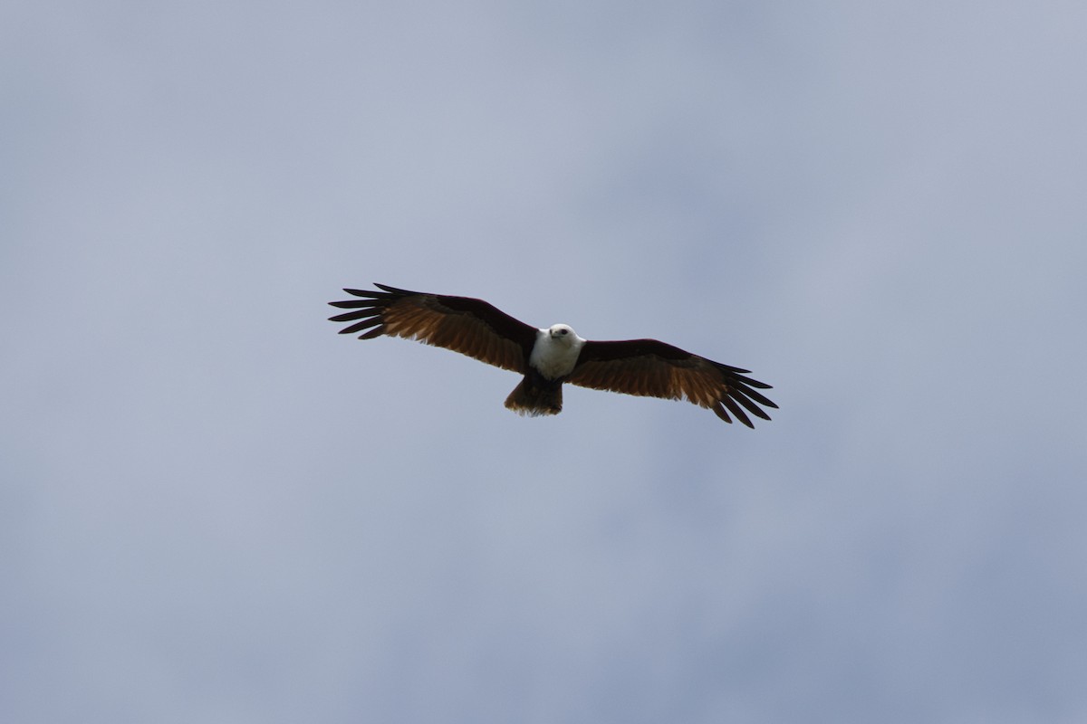 Brahminy Kite - ML624591408