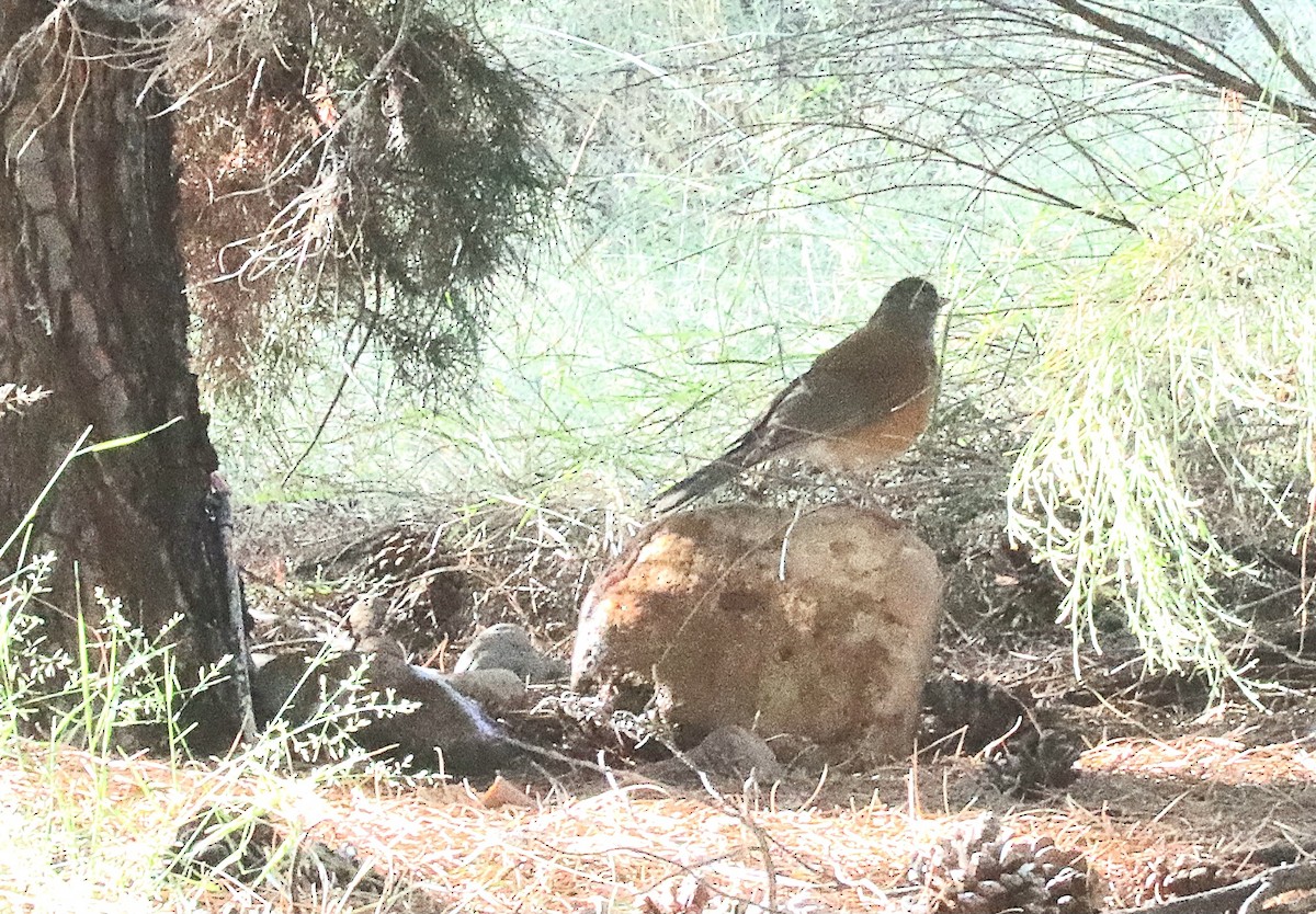 Rufous-backed Robin - Kerry Ross