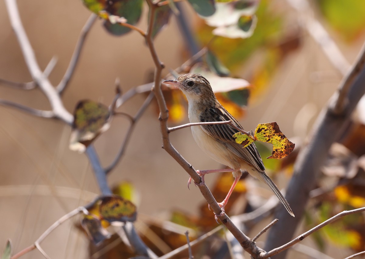 Desert Cisticola - ML624591612