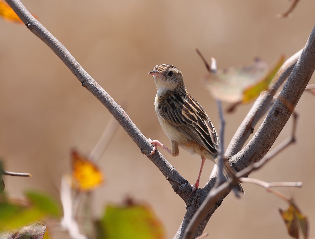 Desert Cisticola - ML624591613