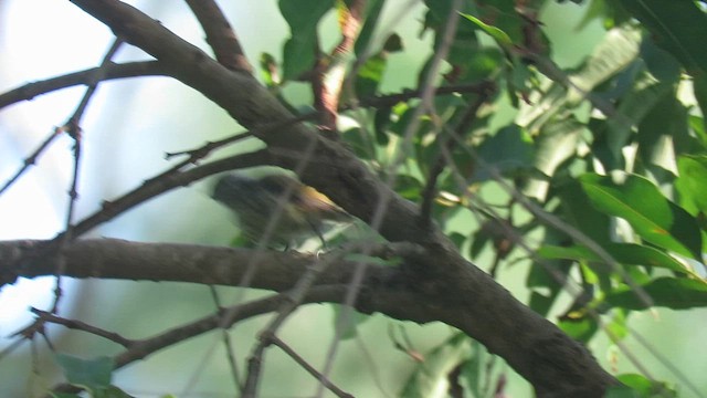 Speckled Piculet - ML624591665
