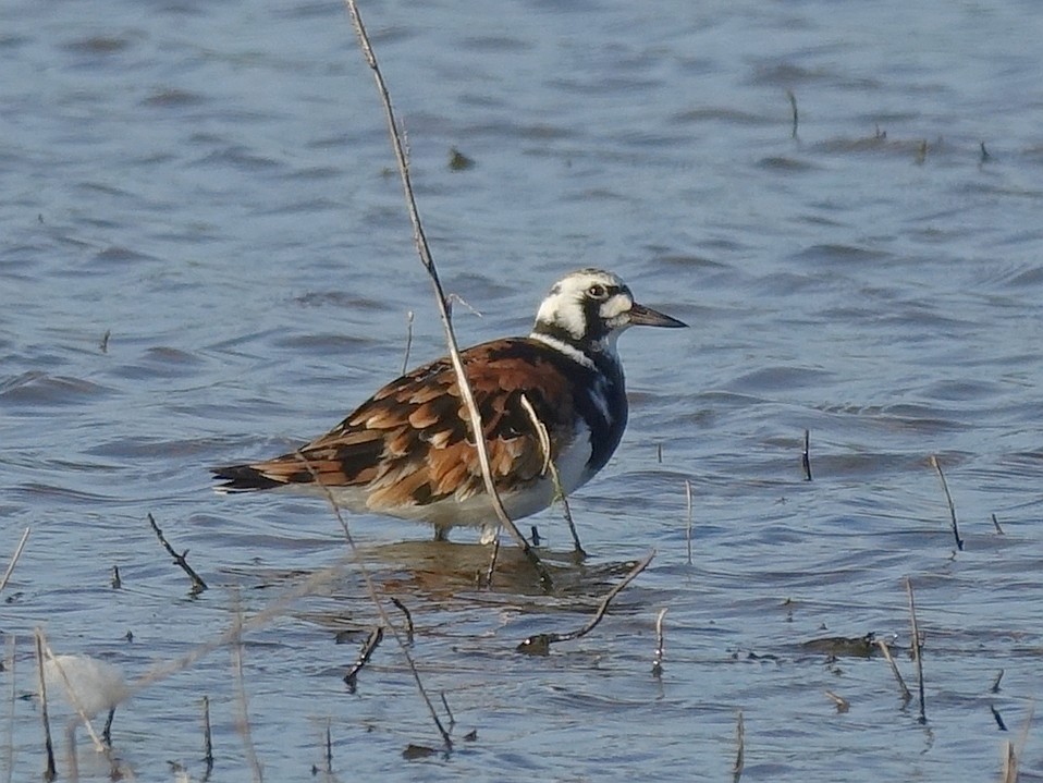 Ruddy Turnstone - ML624591672