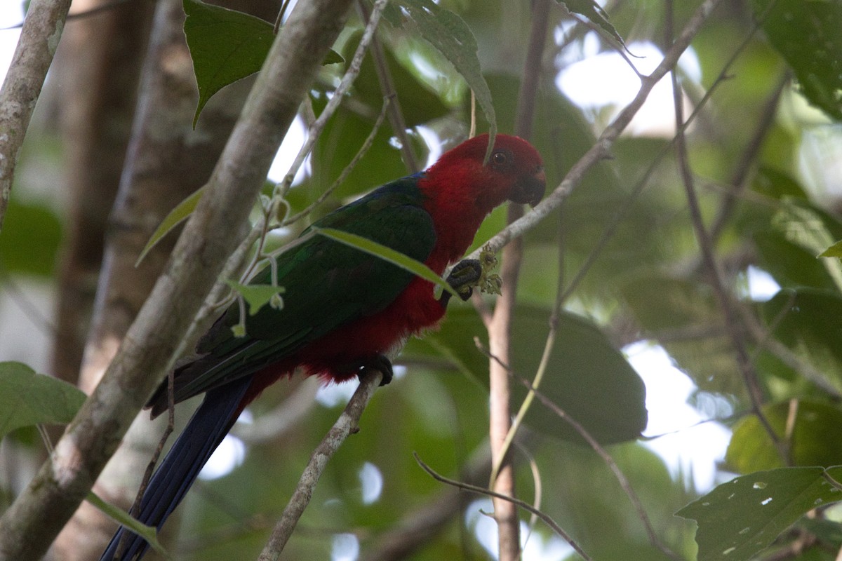 Moluccan King-Parrot - ML624591728