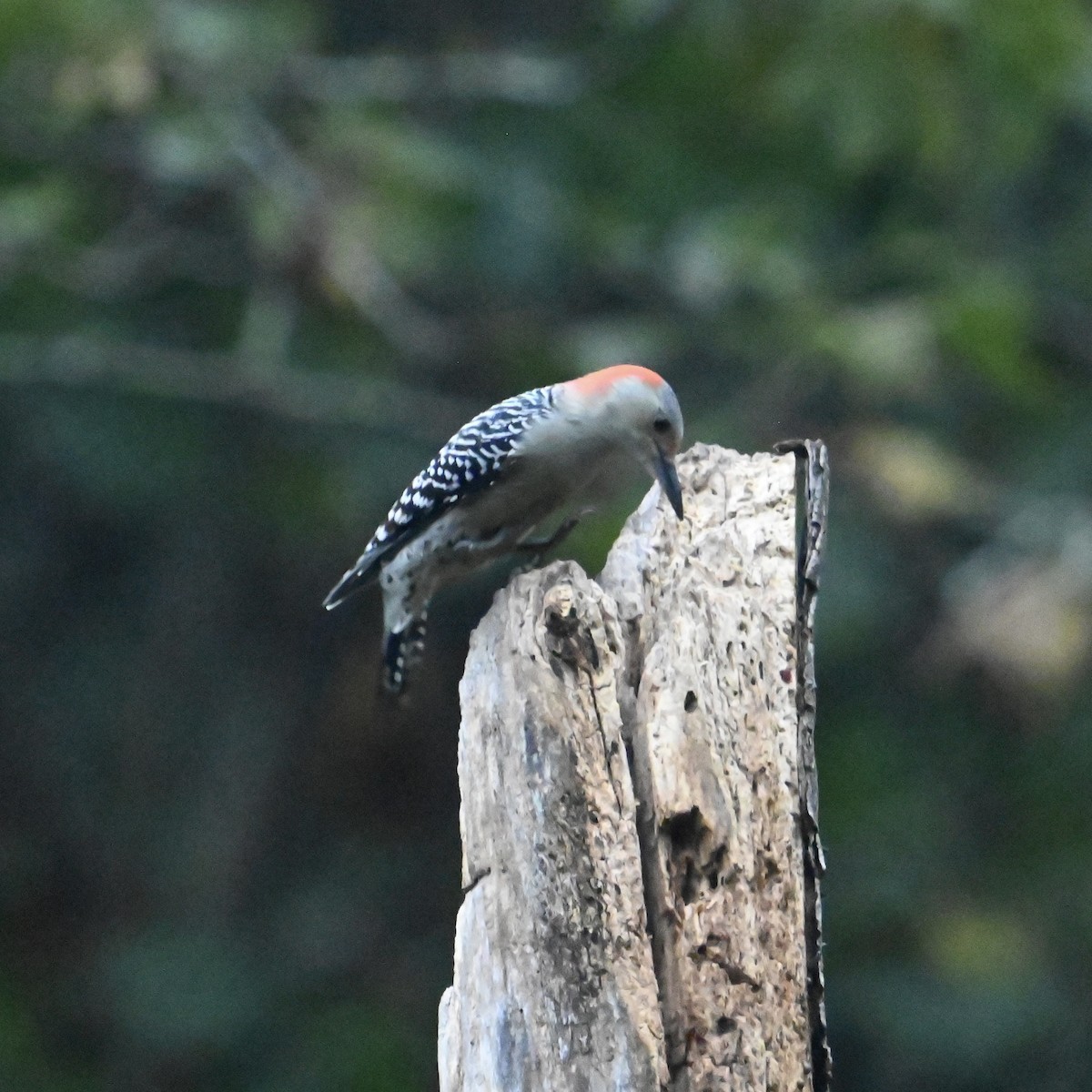 Red-bellied Woodpecker - ML624591763