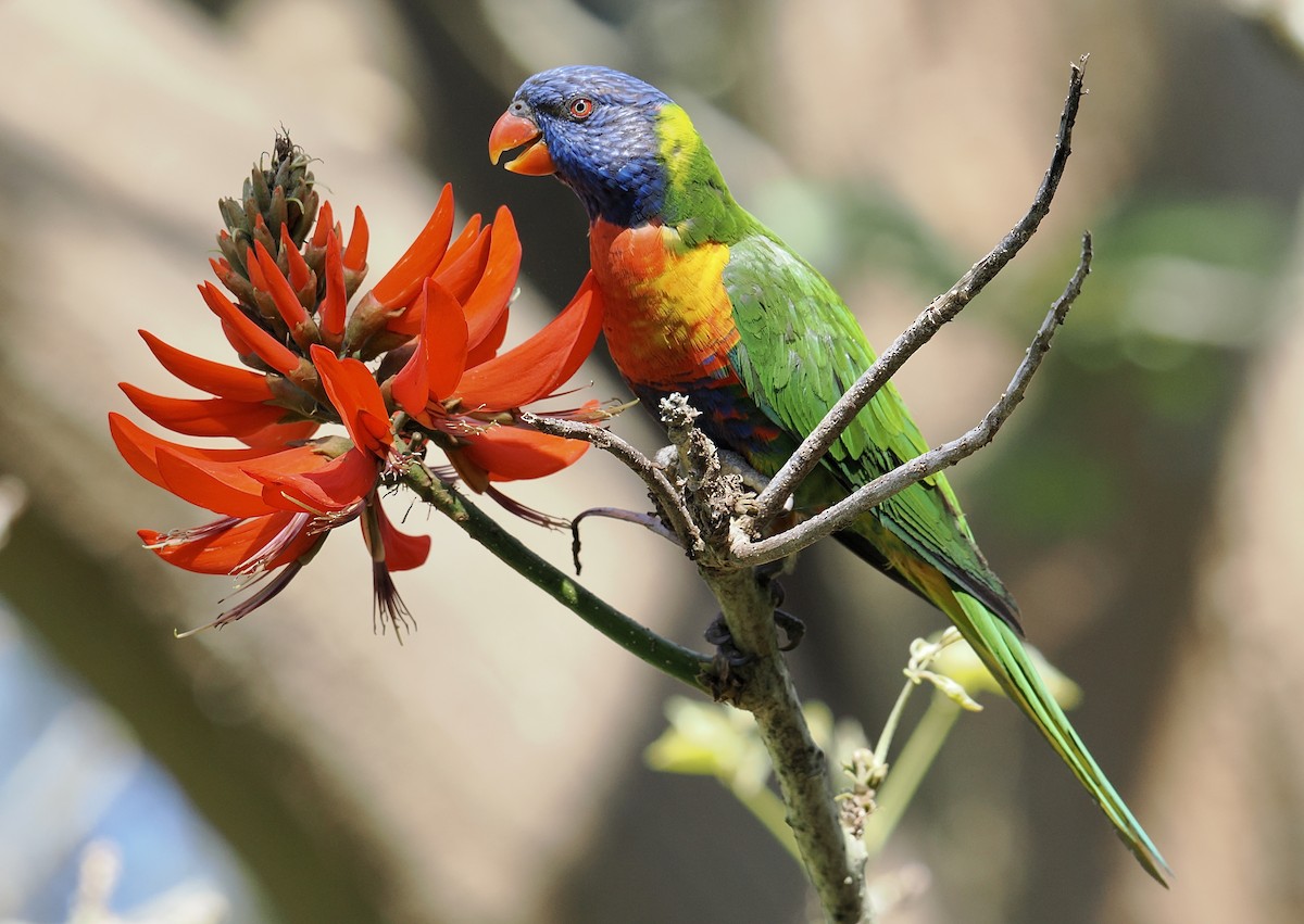 Rainbow Lorikeet - ML624591784