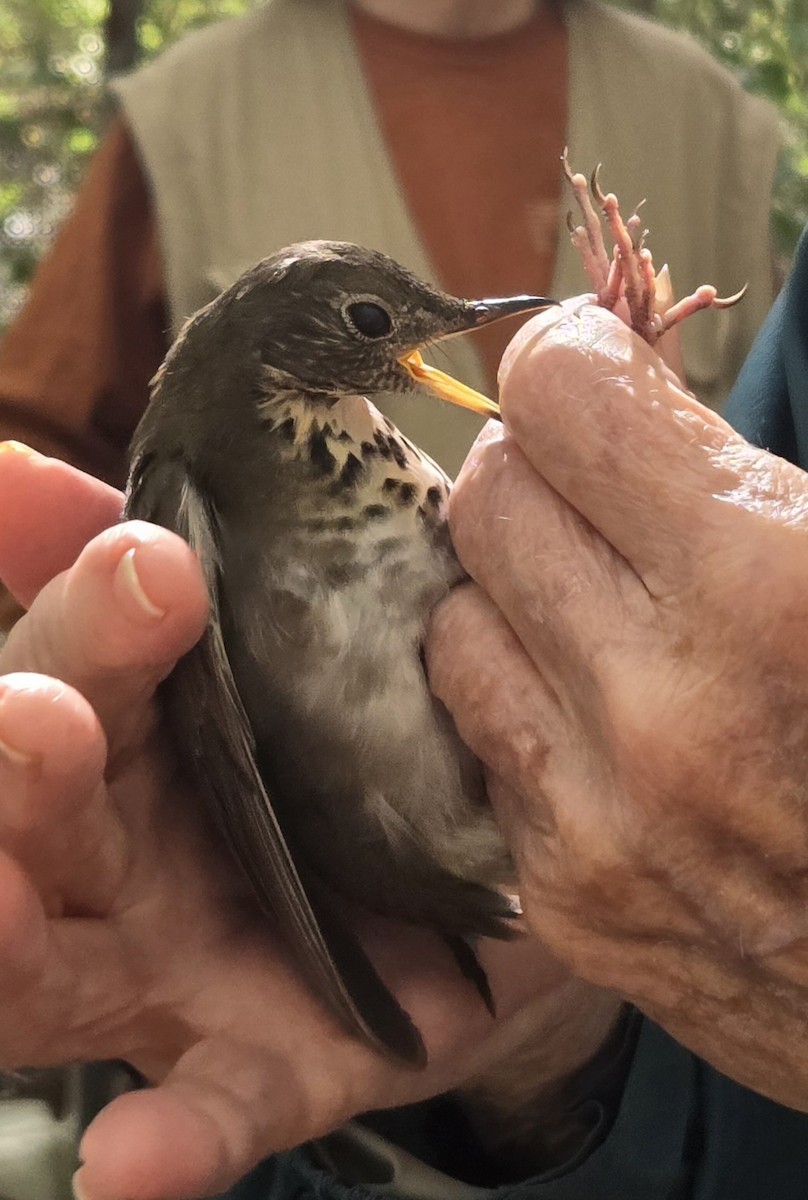 Bicknell's Thrush - ML624591889