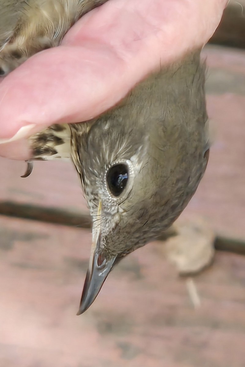 Bicknell's Thrush - ML624591890