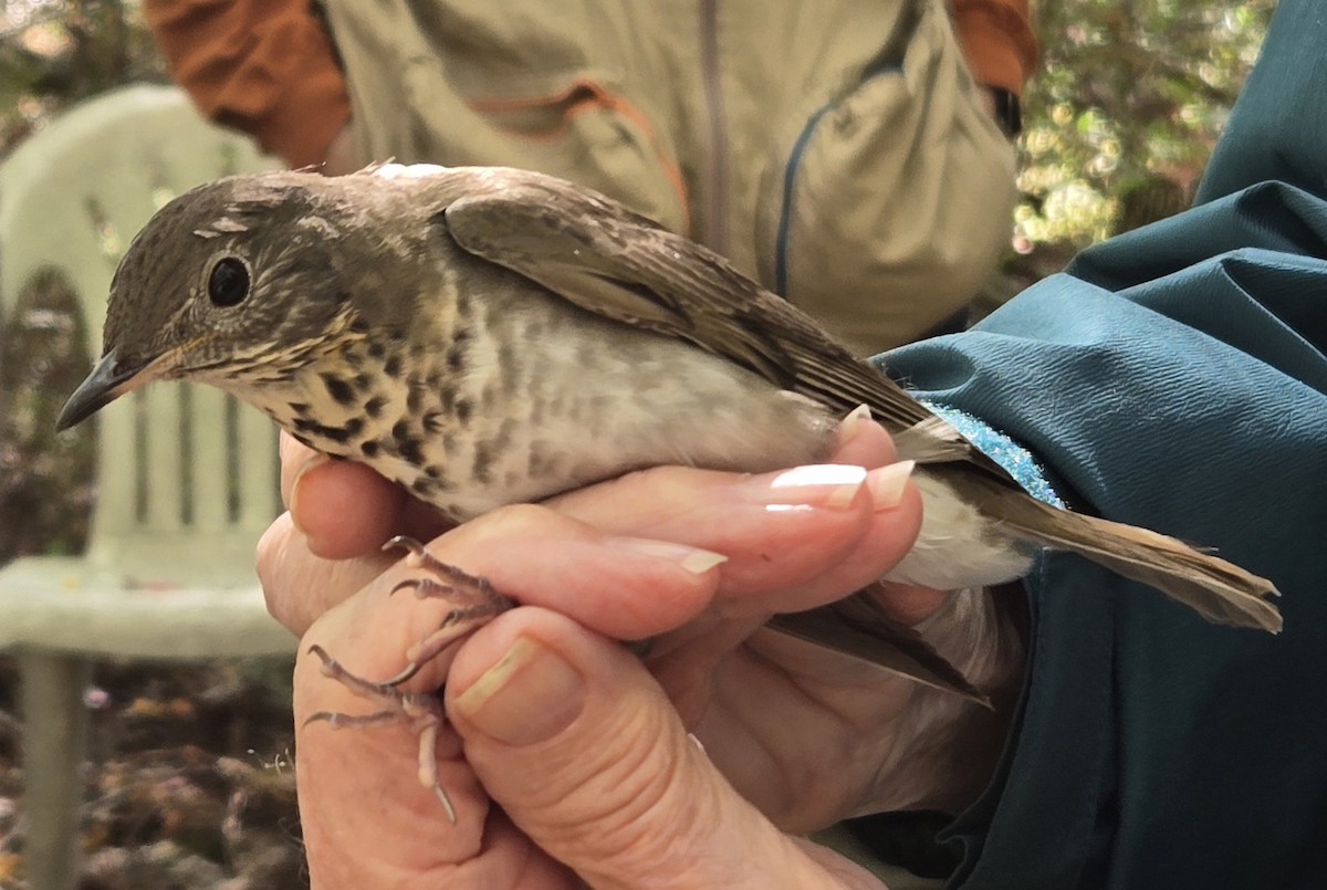 Bicknell's Thrush - ML624591891
