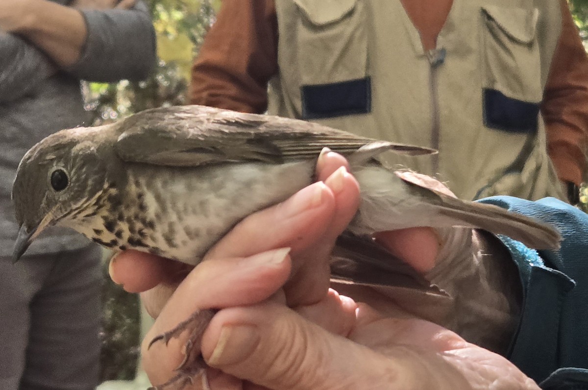 Bicknell's Thrush - ML624591892