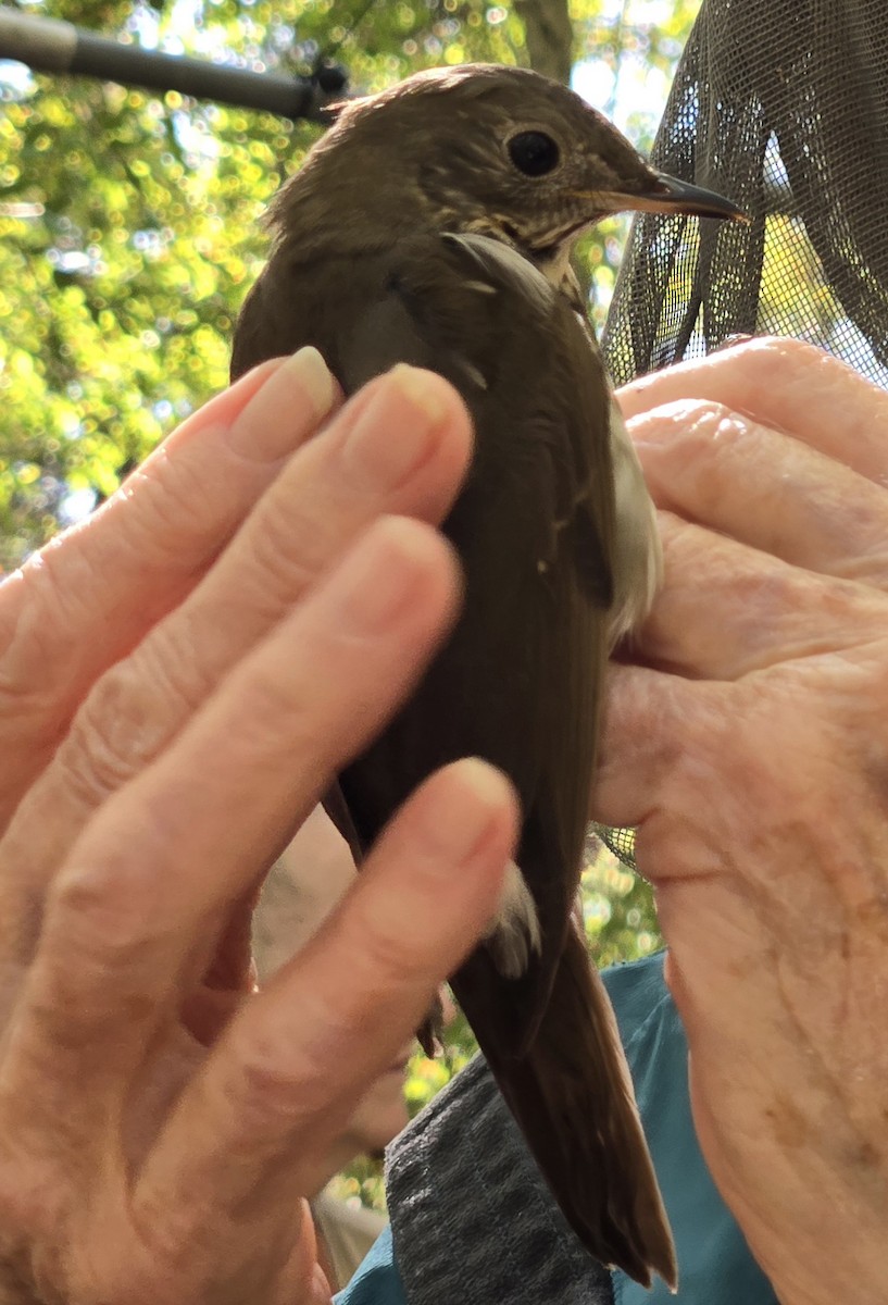 Bicknell's Thrush - ML624591893