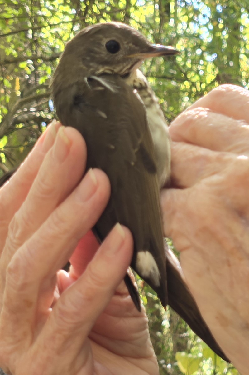 Bicknell's Thrush - ML624591894