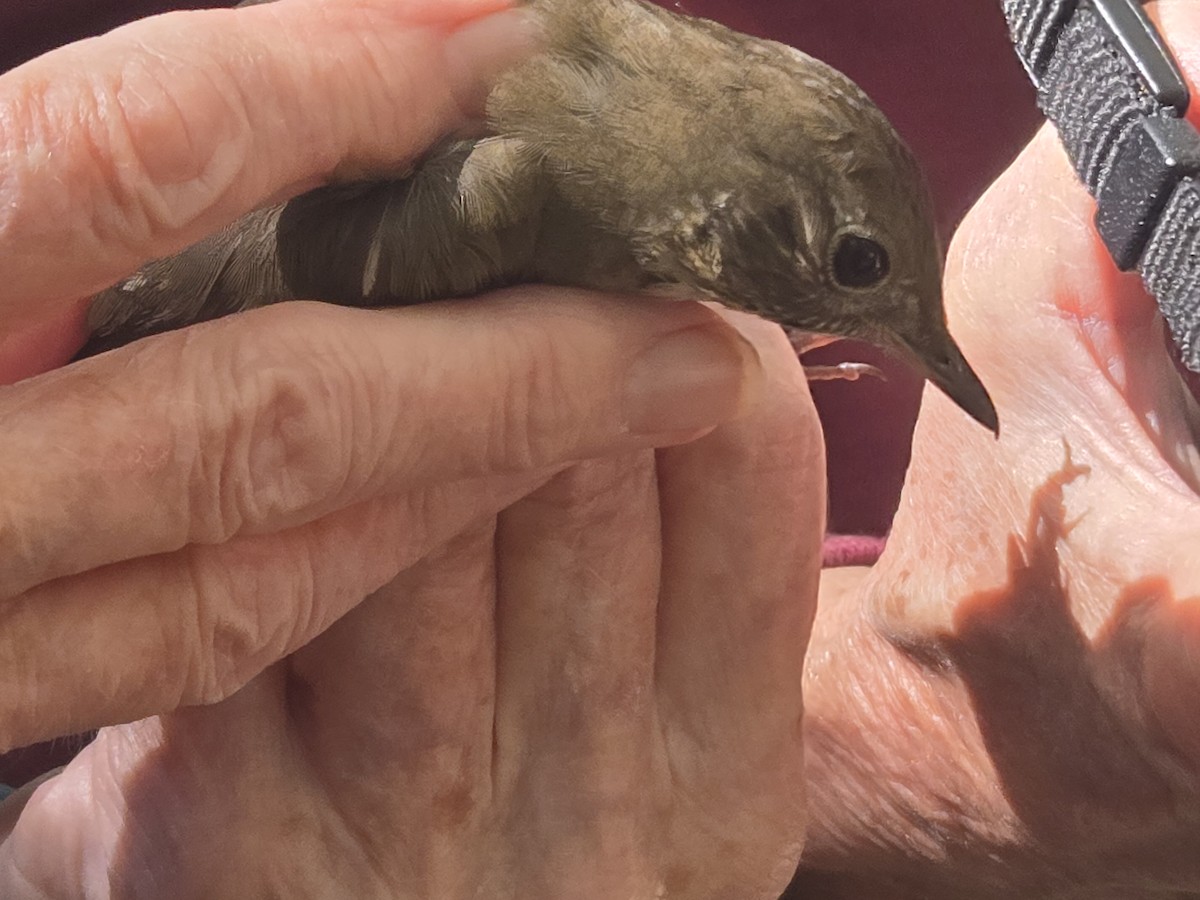 Bicknell's Thrush - ML624591895