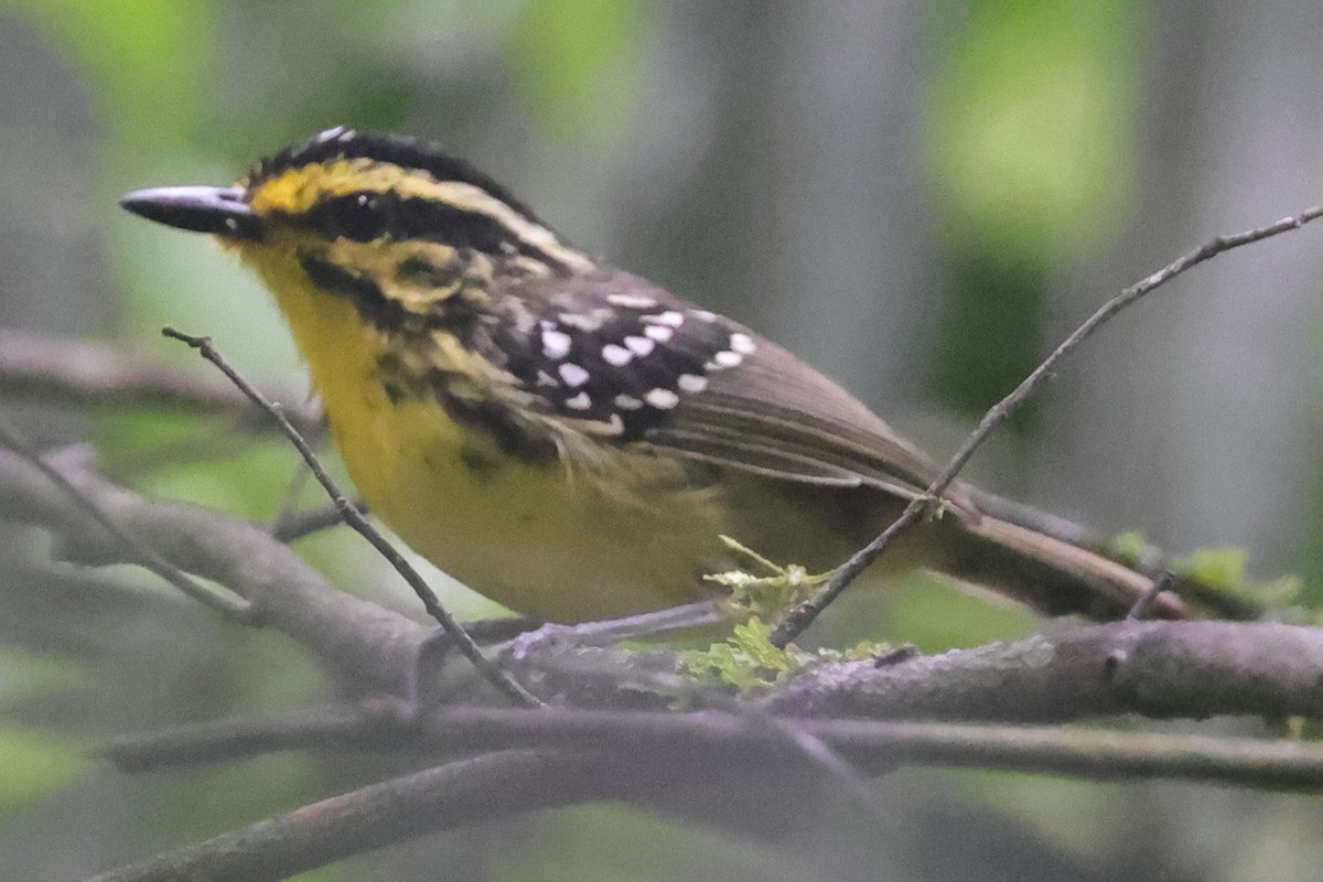 Yellow-browed Antbird - ML624591901