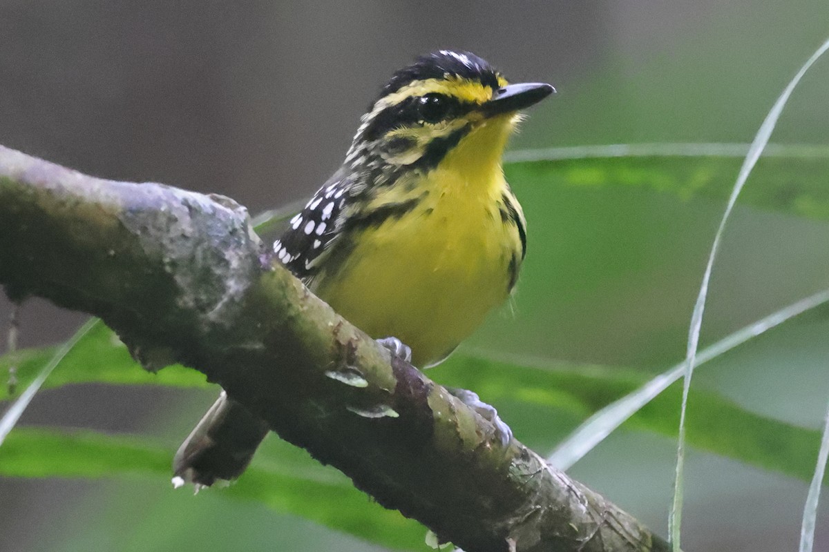 Yellow-browed Antbird - ML624591902