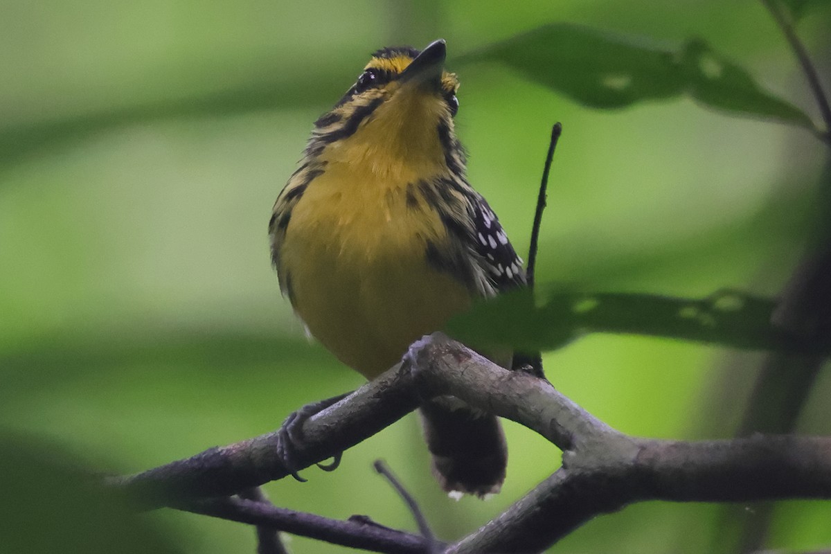 Yellow-browed Antbird - ML624591910