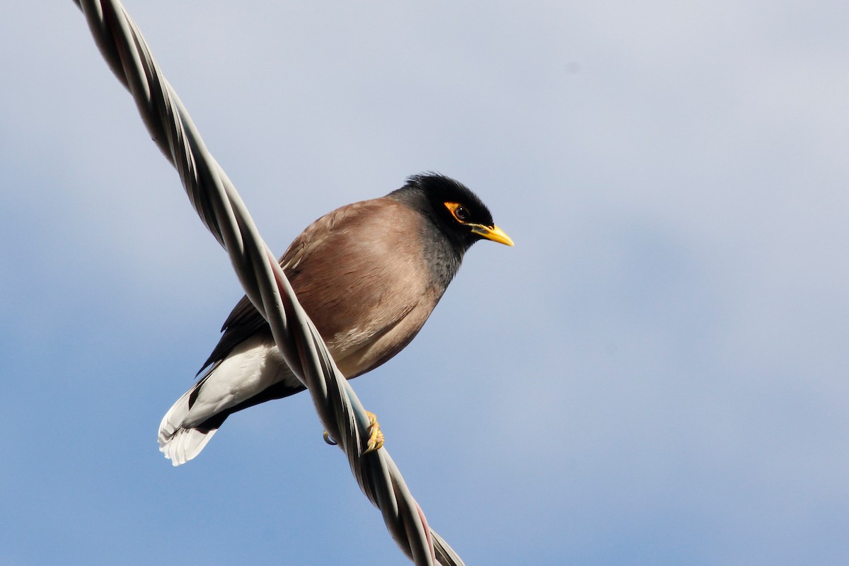 Common Myna - ML624591969