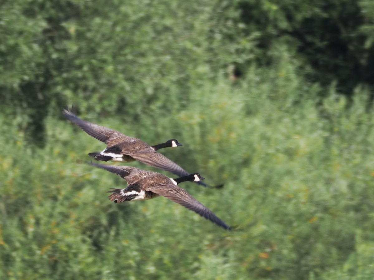 Canada Goose - James Tatlow