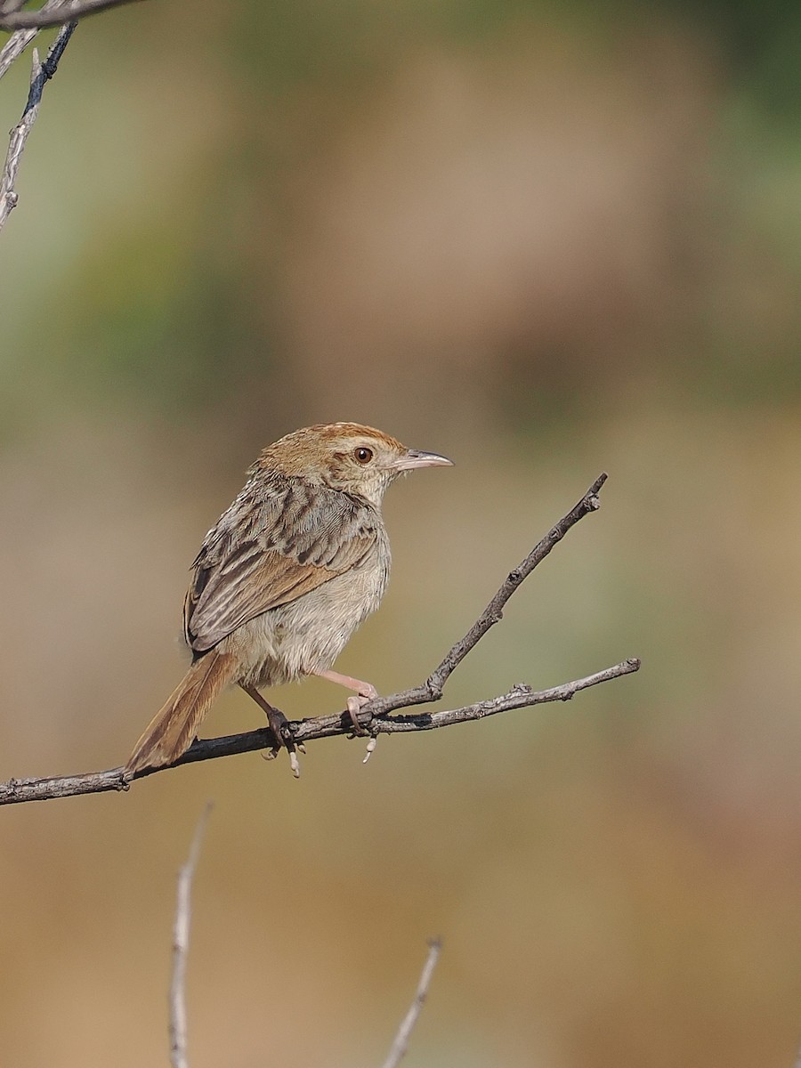 Wailing Cisticola (Wailing) - ML624591979