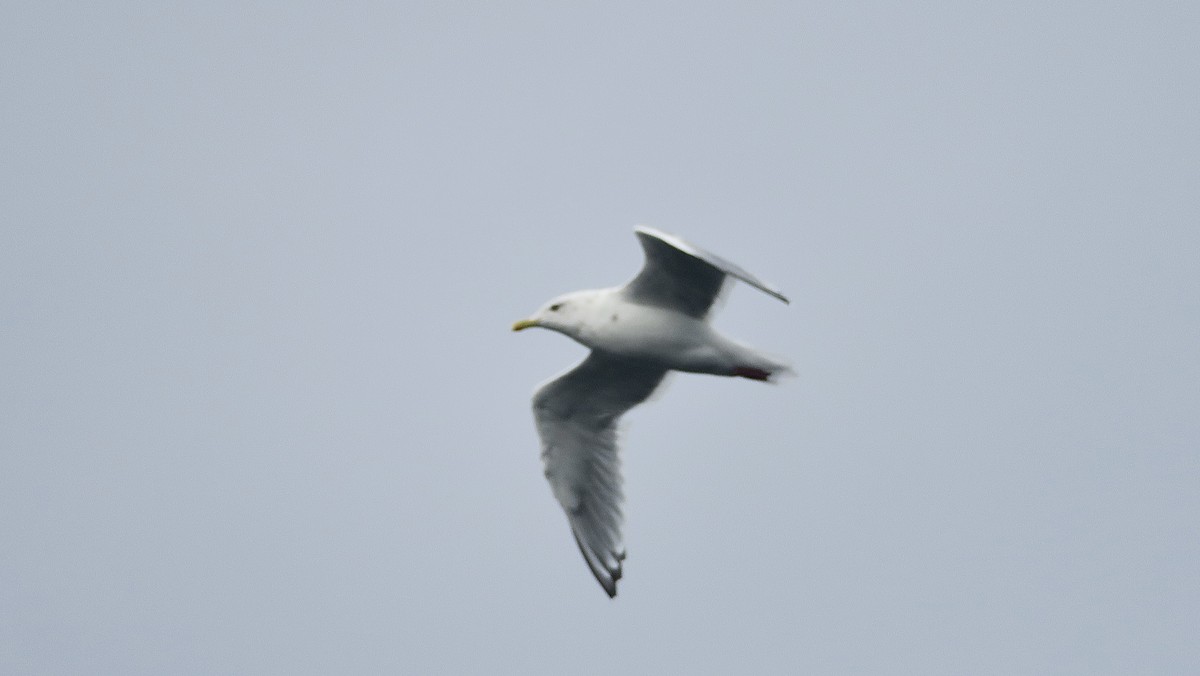 Iceland Gull (Thayer's) - ML624591980