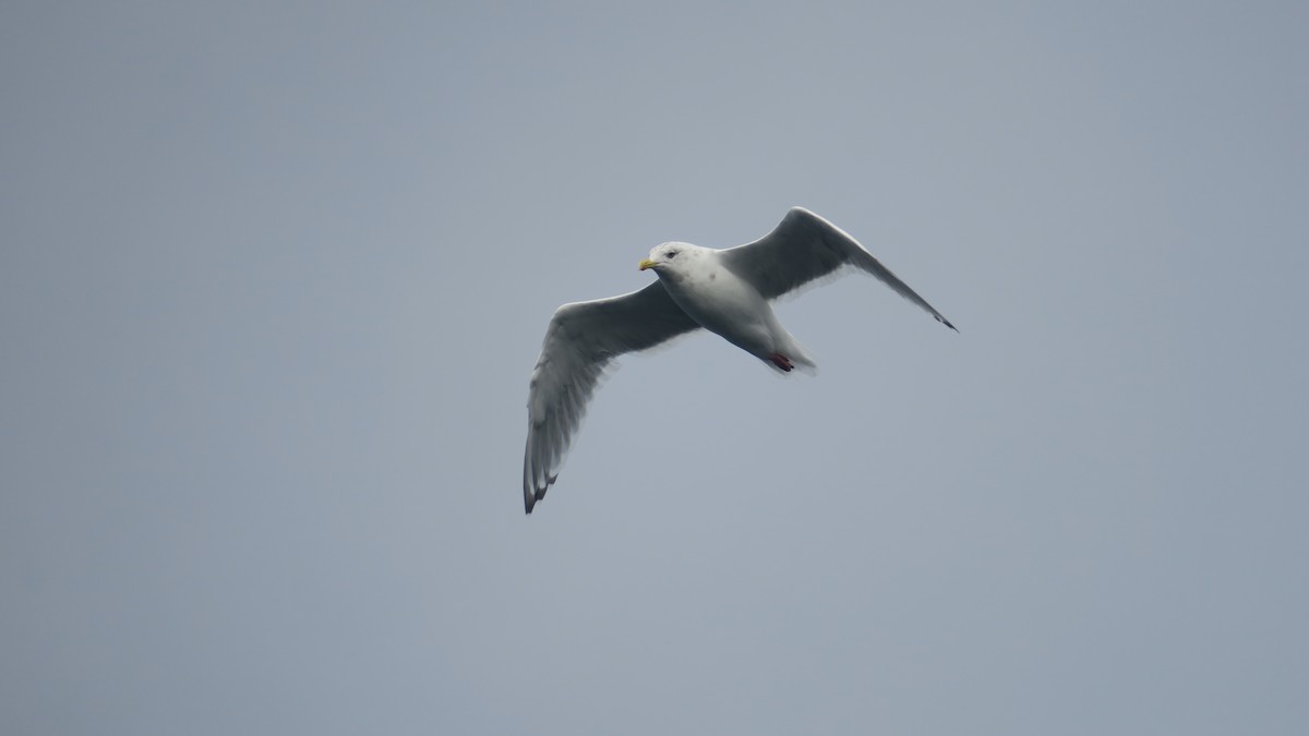 Iceland Gull (Thayer's) - ML624591981