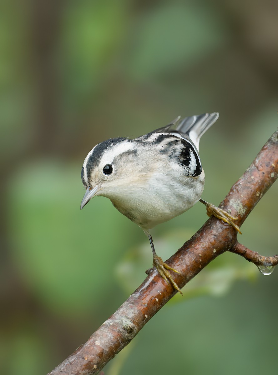 Black-and-white Warbler - ML624591982