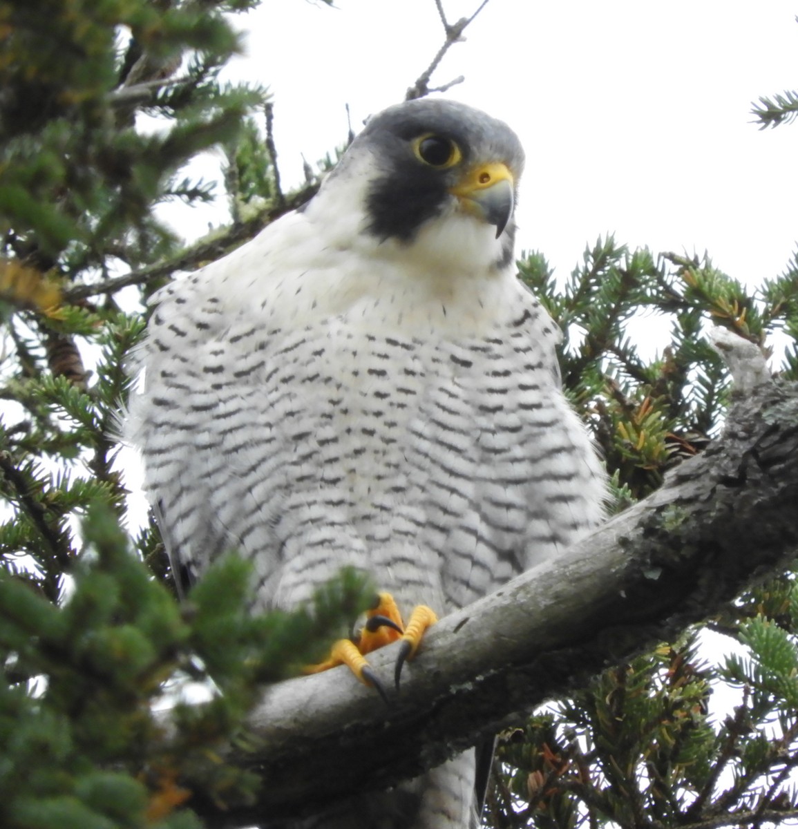 Peregrine Falcon - ML624591983