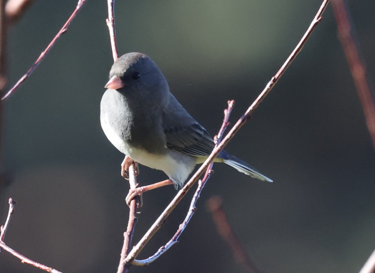 Dark-eyed Junco (Slate-colored) - ML624591984