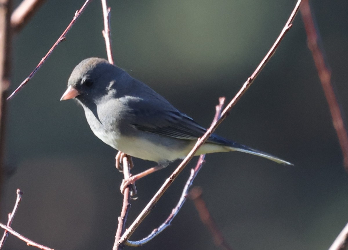 Dark-eyed Junco (Slate-colored) - ML624591985