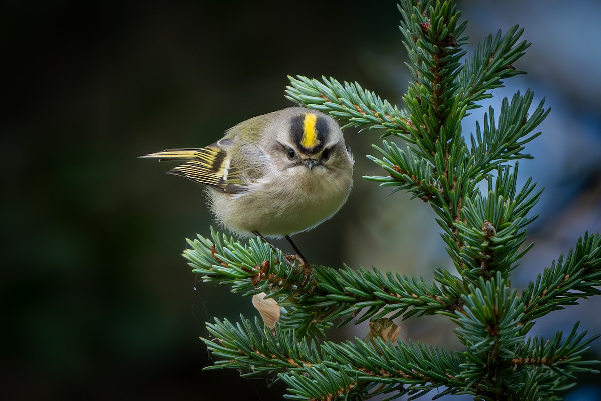 Golden-crowned Kinglet - ML624591986