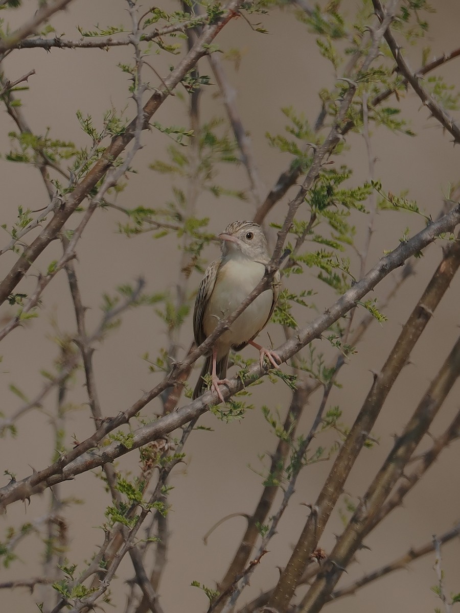 Desert Cisticola - Andy Taylor