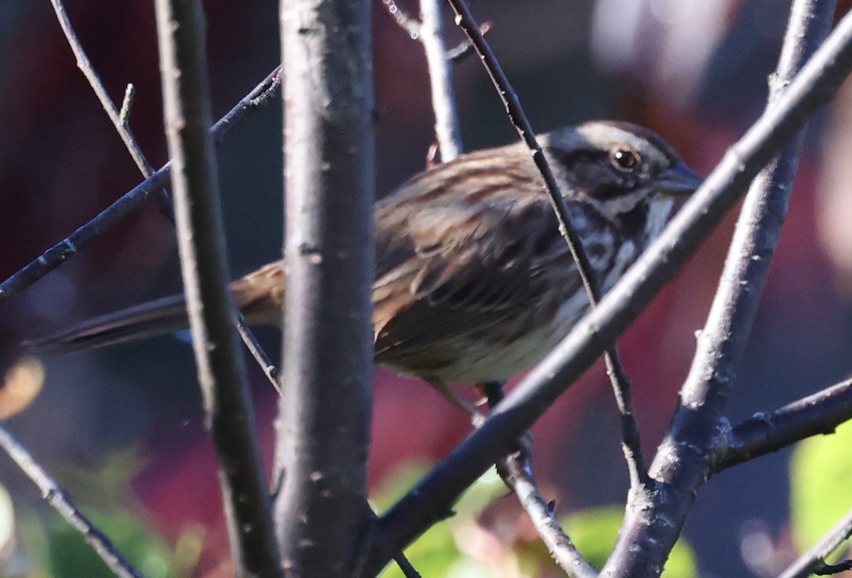 Song Sparrow (melodia/atlantica) - ML624591988