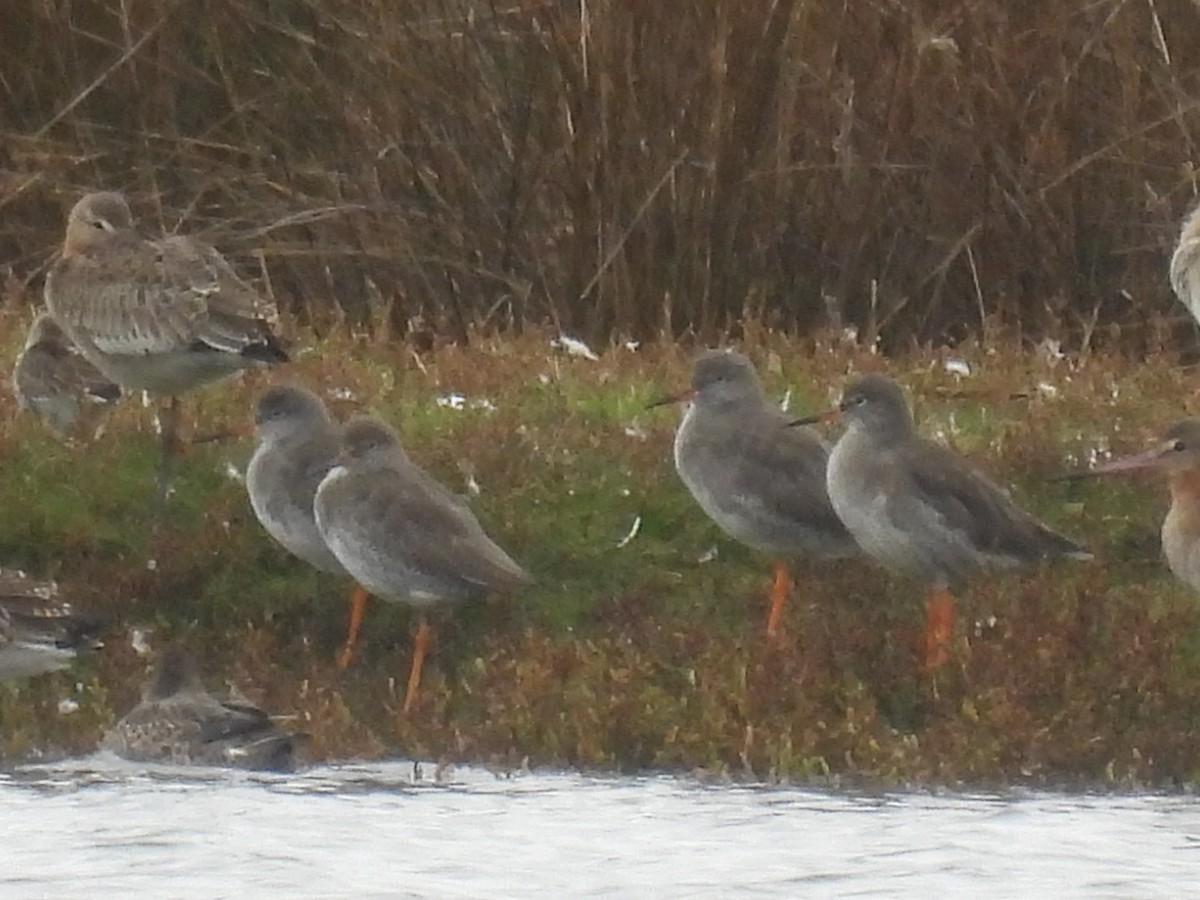 Common Redshank - ML624591989