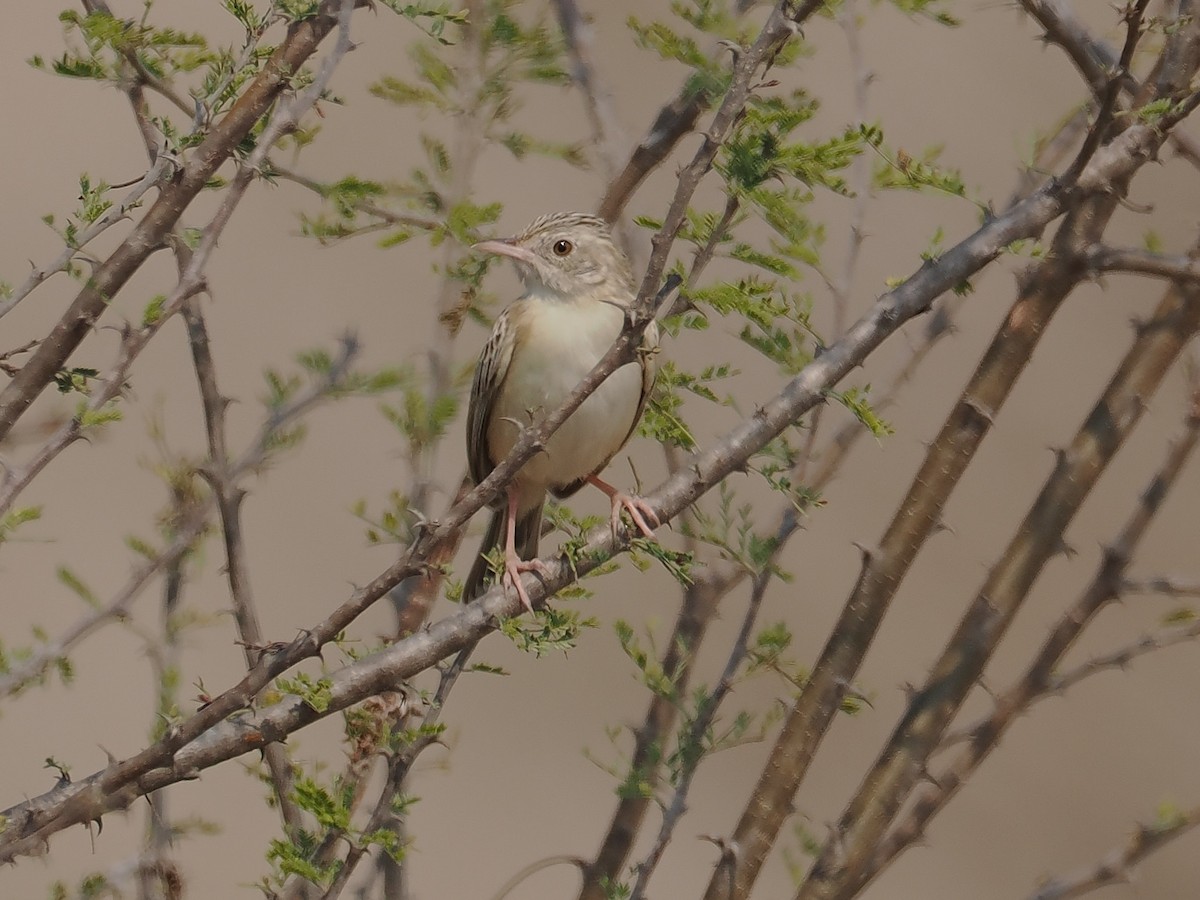 Desert Cisticola - ML624591990