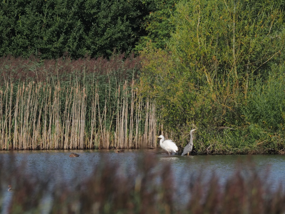 Great Egret - ML624591992