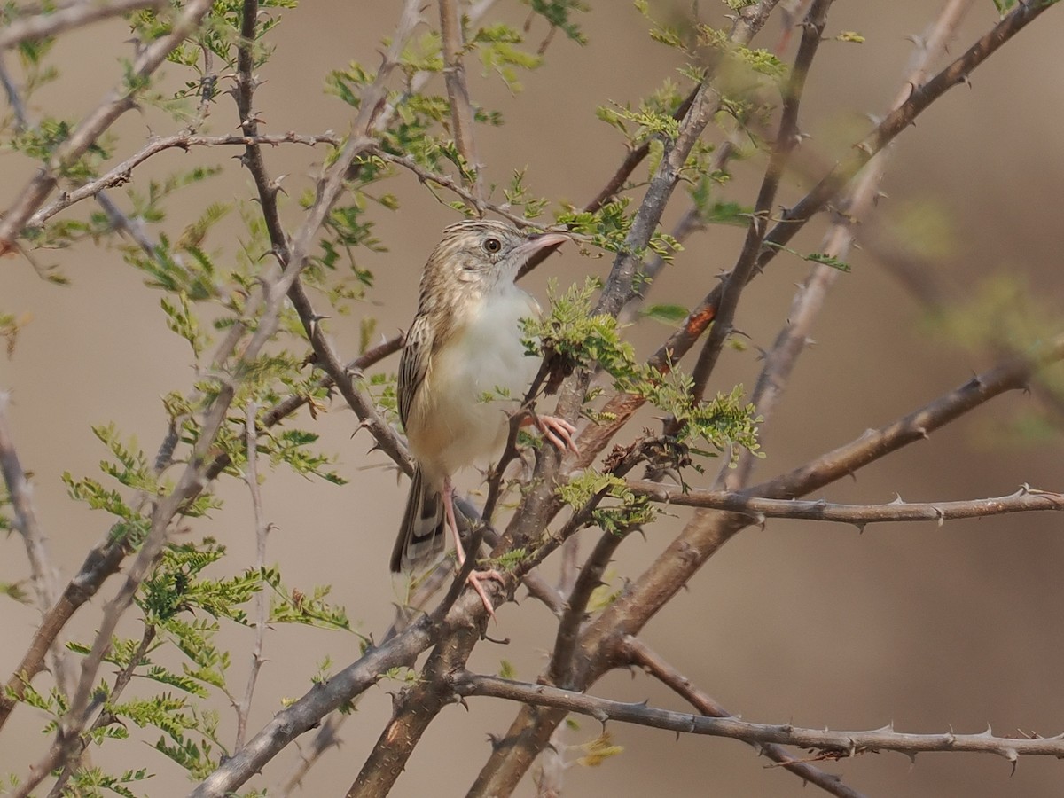 Desert Cisticola - ML624591993