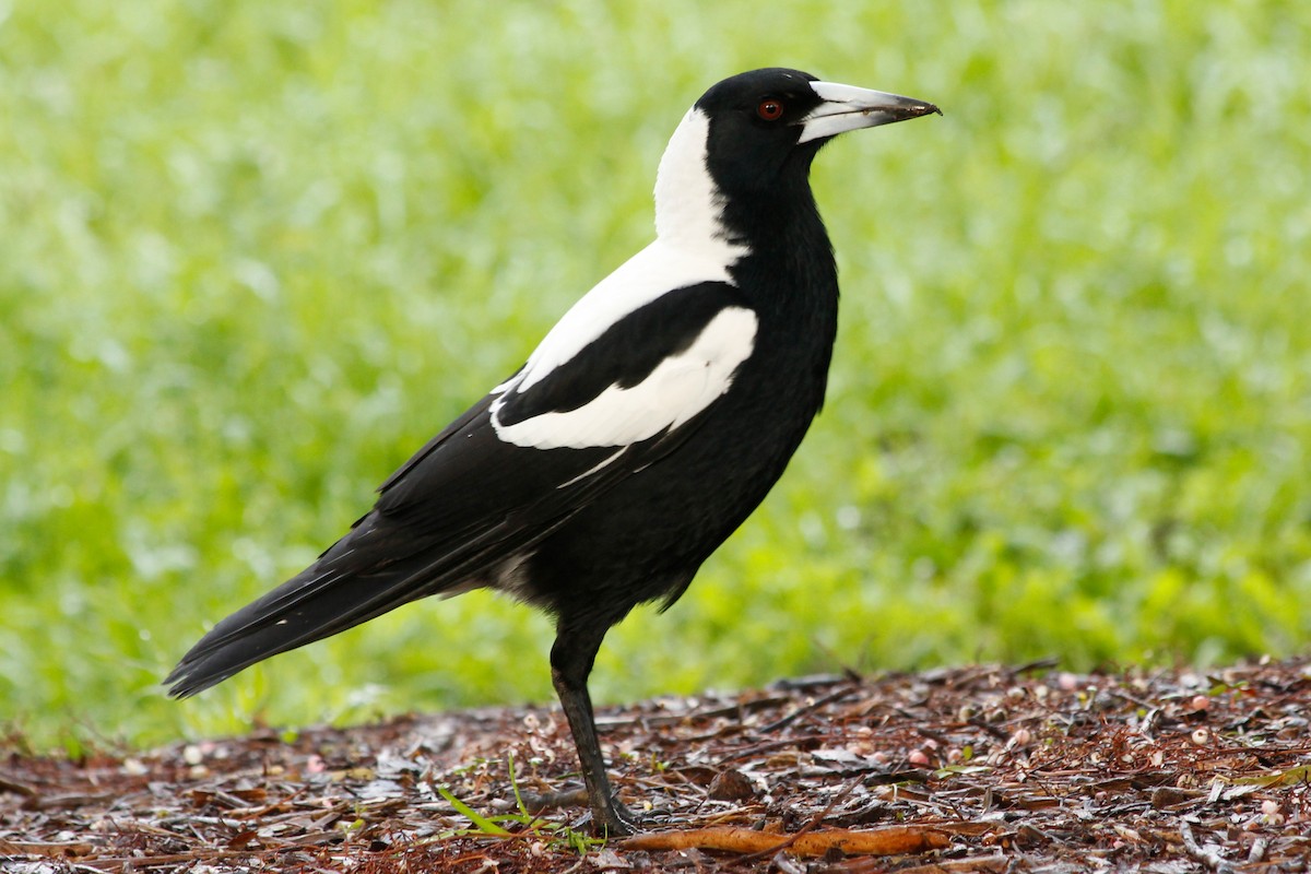 Australian Magpie (White-backed) - ML624591995