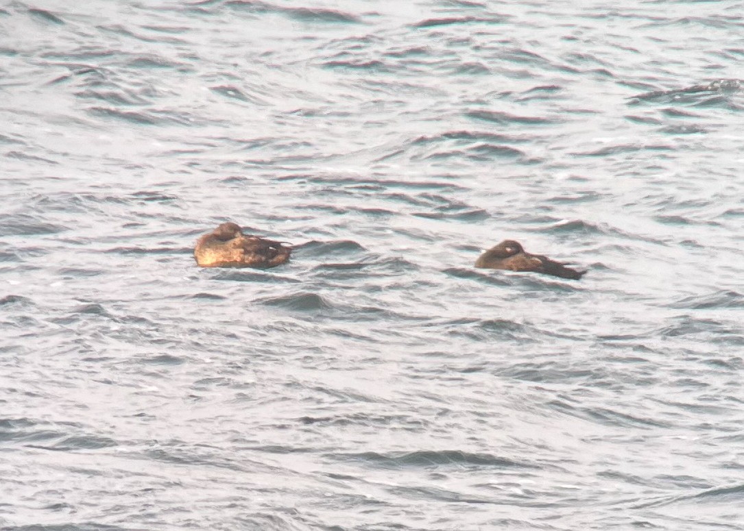 Velvet Scoter - ML624591996