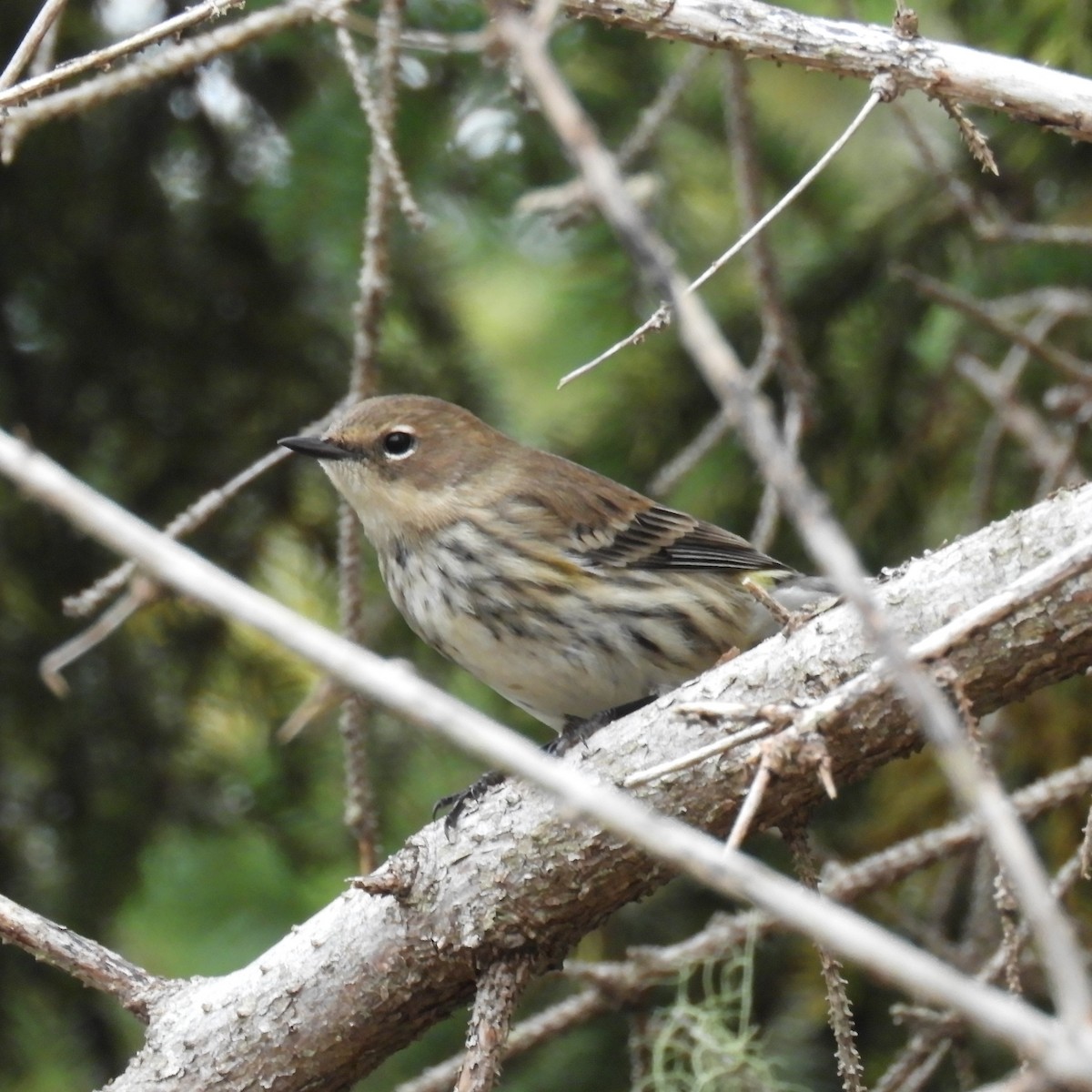 Yellow-rumped Warbler - ML624591998