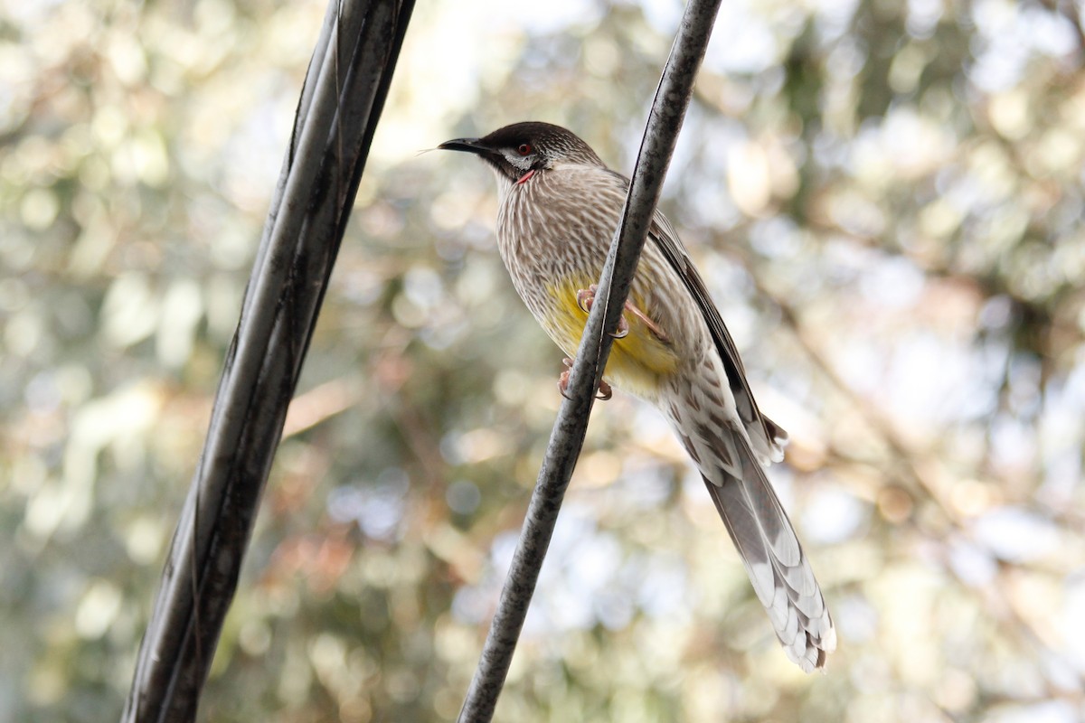 Red Wattlebird - ML624592001