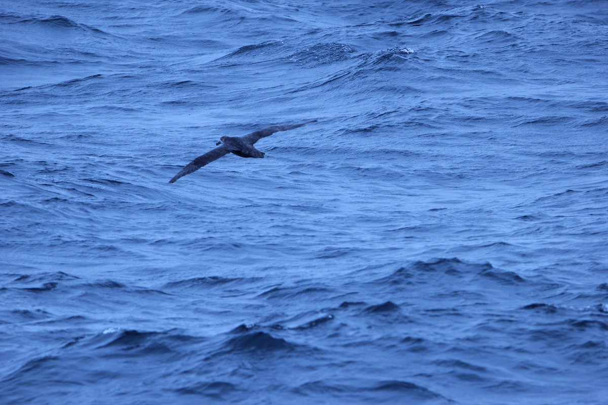 Northern Giant-Petrel - ML624592002