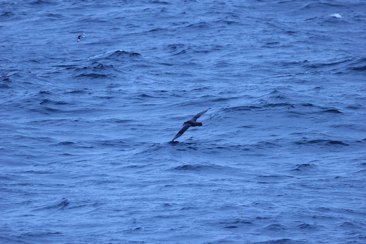 Northern Giant-Petrel - ML624592003