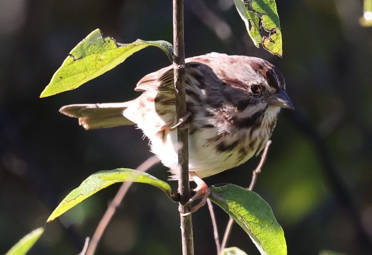 Song Sparrow (melodia/atlantica) - ML624592004