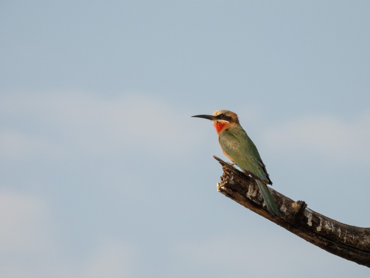 White-fronted Bee-eater - ML624592005