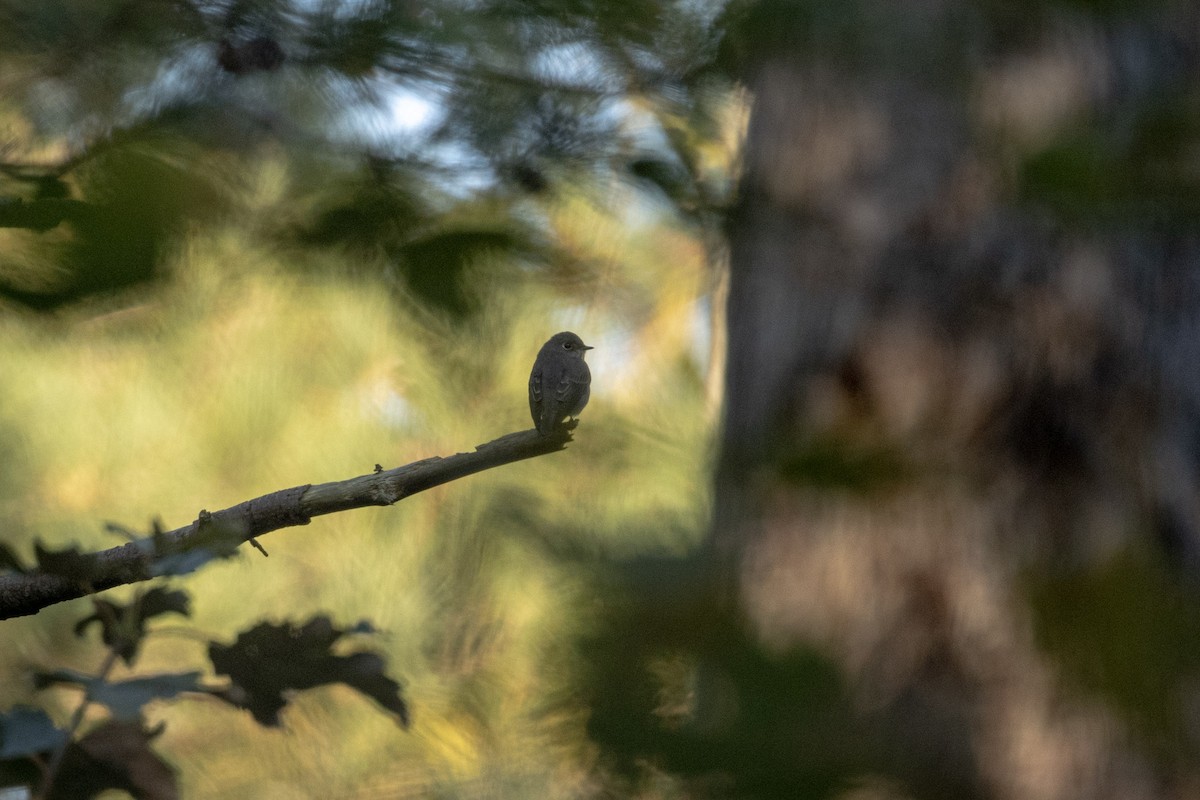 Dark-sided Flycatcher - ML624592013