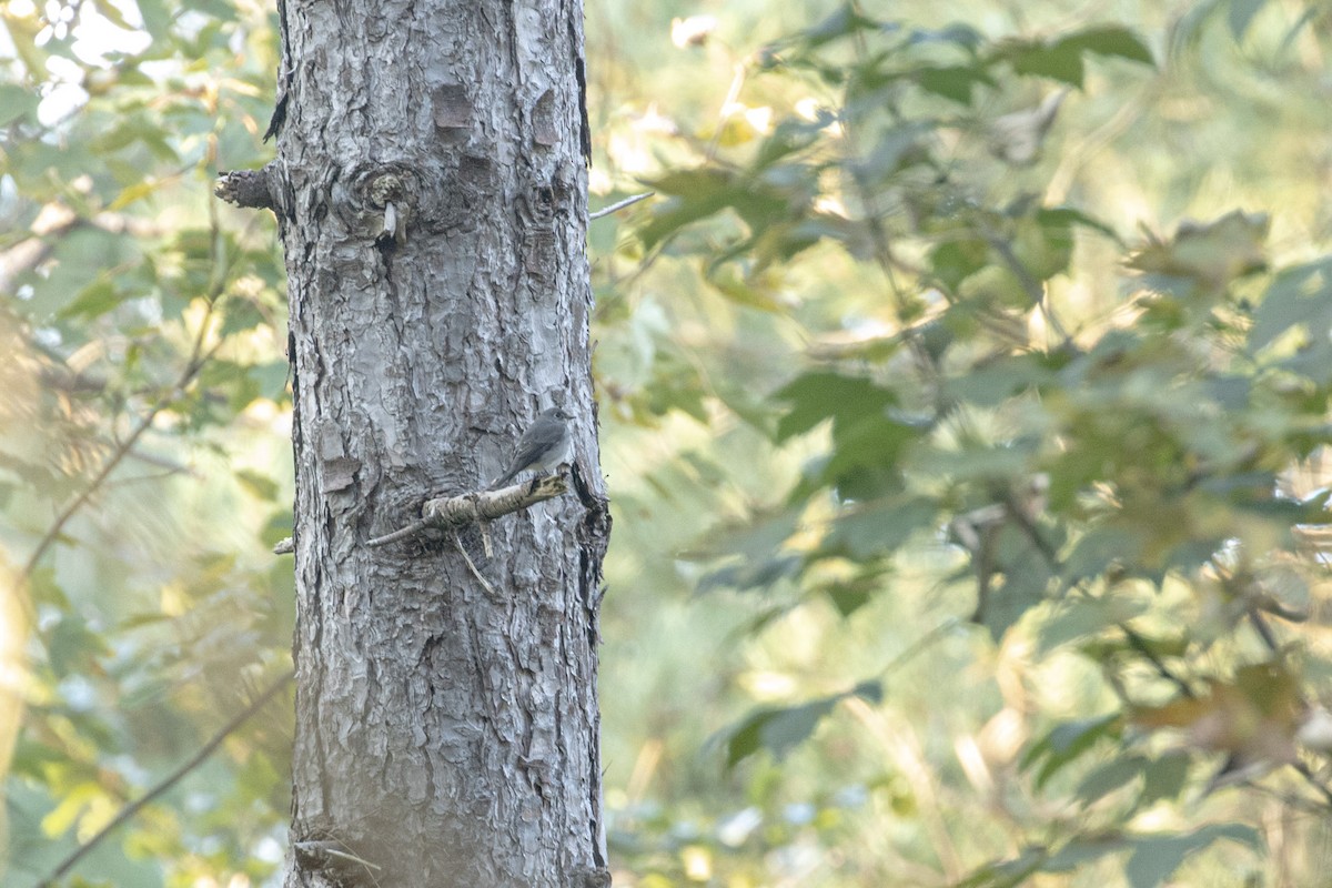 Dark-sided Flycatcher - ML624592017