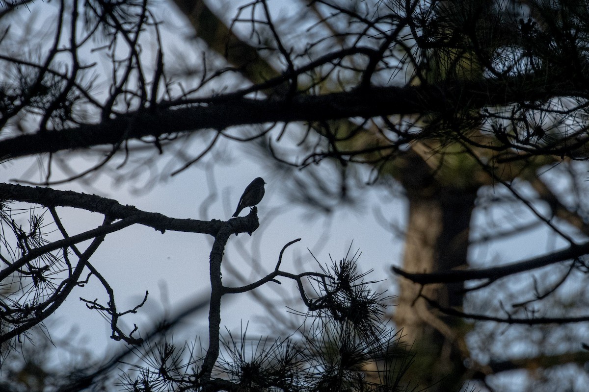 Dark-sided Flycatcher - ML624592020