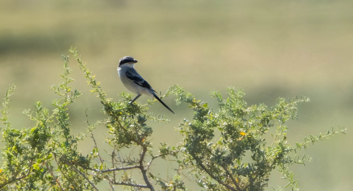 Loggerhead Shrike - Tom Crowe