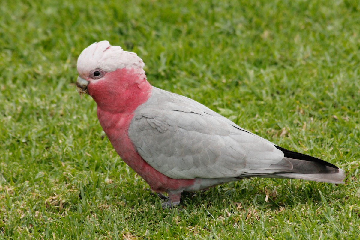 Galah - ML624592115