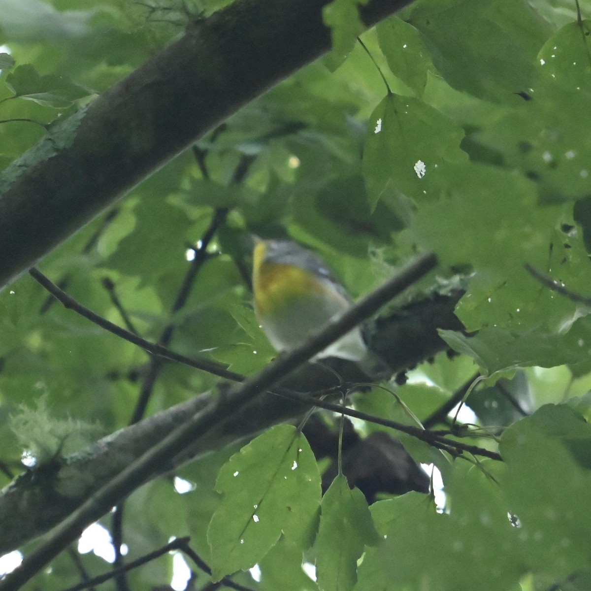 Northern Parula - ML624592156